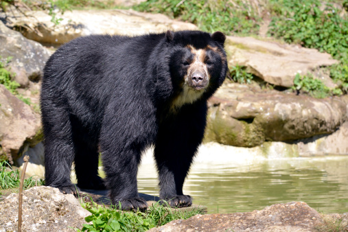 Andean bear (Tremarctos ornatus) standing near pond, also known as the spectacled bear