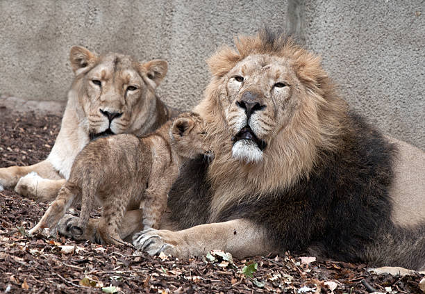 istock family of lions 178748014