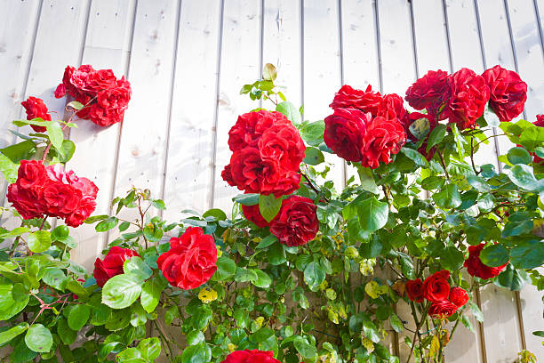 Vivid pink wild roses growing through white fence