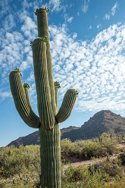 istock Southwestern Skies in Spring 178748057