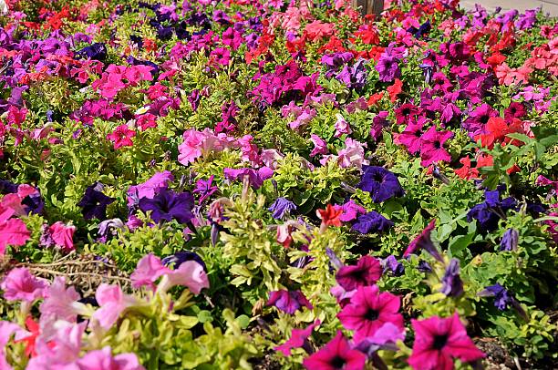 istock garden of colors 178748122