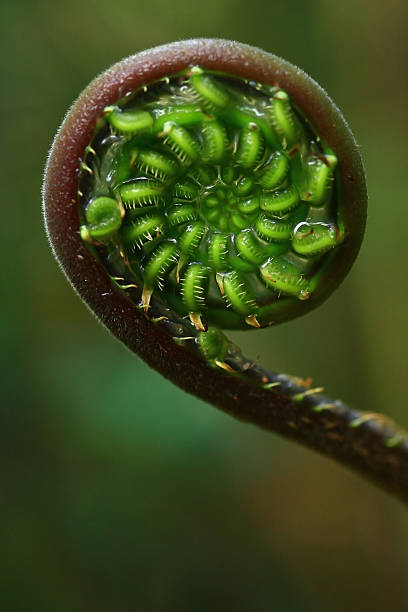 samambaia espiral - fern spiral frond green imagens e fotografias de stock