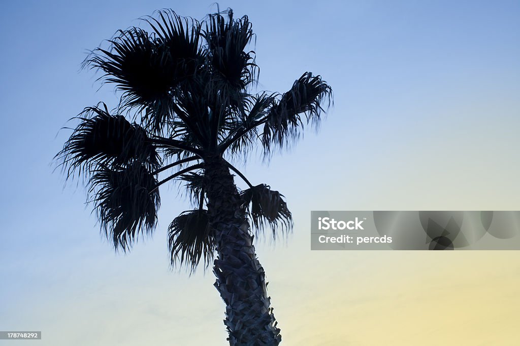 Palmen im wind - Lizenzfrei Abenddämmerung Stock-Foto