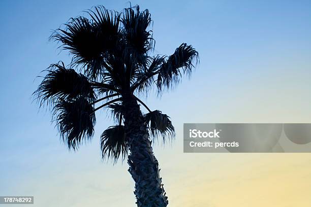Palmen Im Wind Stockfoto und mehr Bilder von Abenddämmerung - Abenddämmerung, Aufnahme von unten, Baum