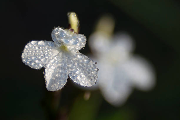Gotas de água na Flor branca - fotografia de stock