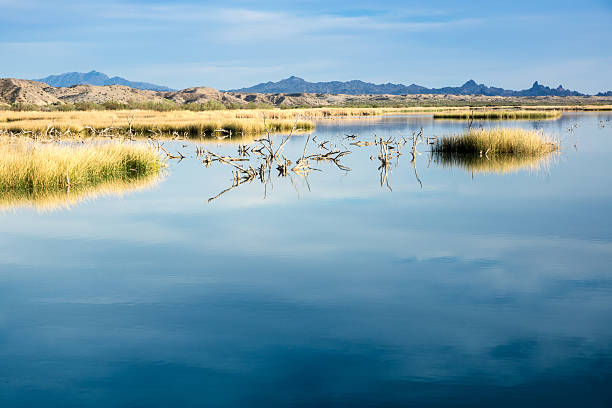 mojavewüste wetlands bei sonnenuntergang - flyway stock-fotos und bilder