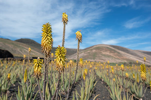 istock Aloe Vera plantation 178748506