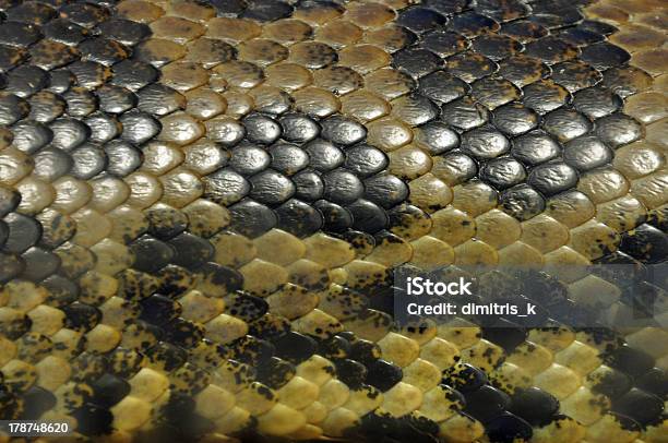 Żółty Anakonda Wąż Skin Tle - zdjęcia stockowe i więcej obrazów Abstrakcja - Abstrakcja, Anakonda, Bliskie zbliżenie