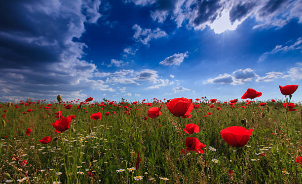 istock Pastoral rural field with wild flowers 178748724