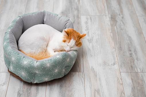 white cat with red spots sleeps in a bed. cat sleeps in a bed. shaggy cat. shaved cat