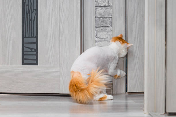istock the cat wants to get into the room. 1787488339