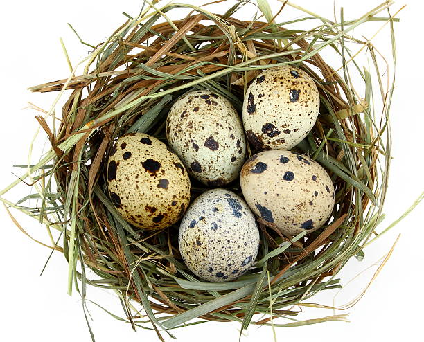 istock Five quail eggs in the nest, close up 178749460