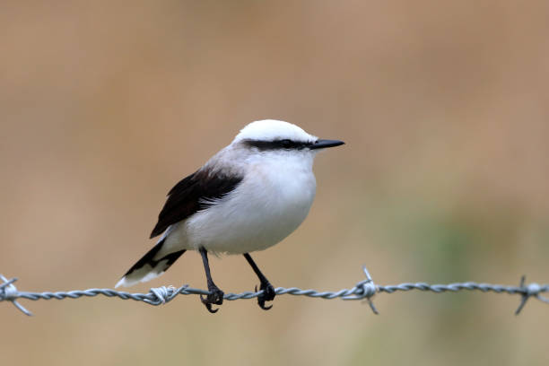 istock Masked Water-Tyrant (Fluvicola nengeta) perched on a strand of barbed wire 1787494604