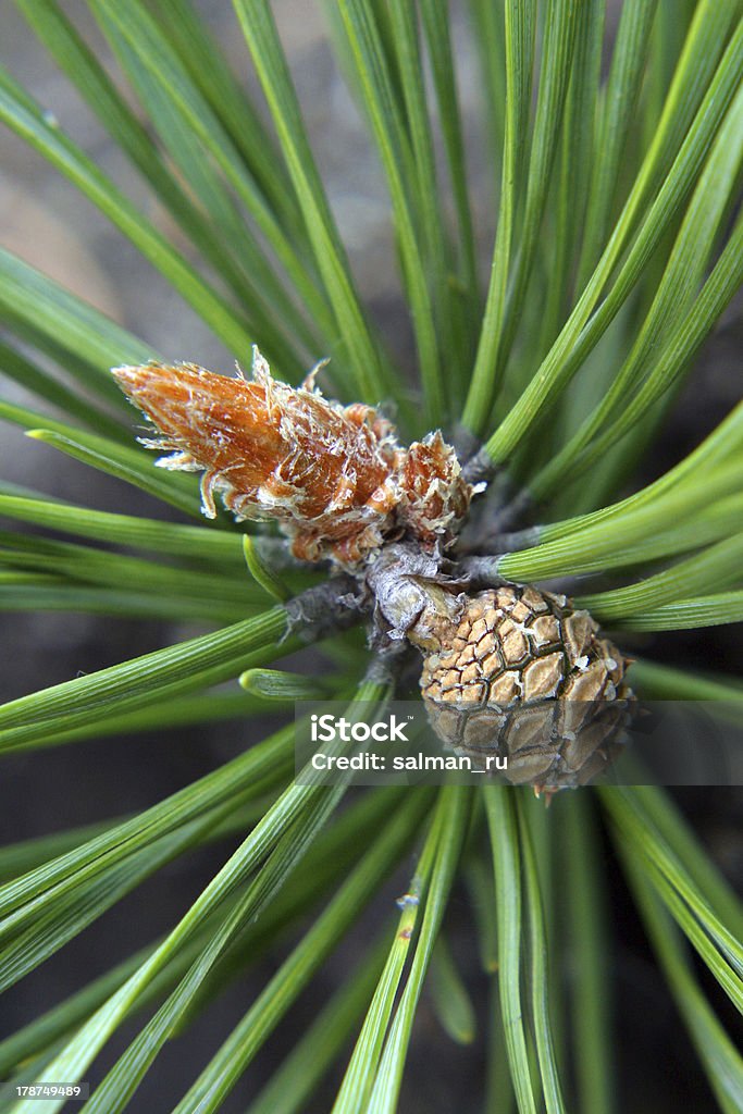 pine la croissance - Photo de Aiguille - Partie d'une plante libre de droits