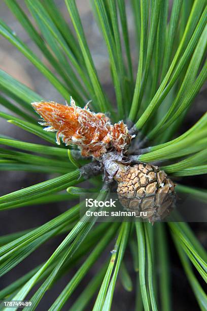 Photo libre de droit de Pine La Croissance banque d'images et plus d'images libres de droit de Aiguille - Partie d'une plante - Aiguille - Partie d'une plante, Arbre, Croissance