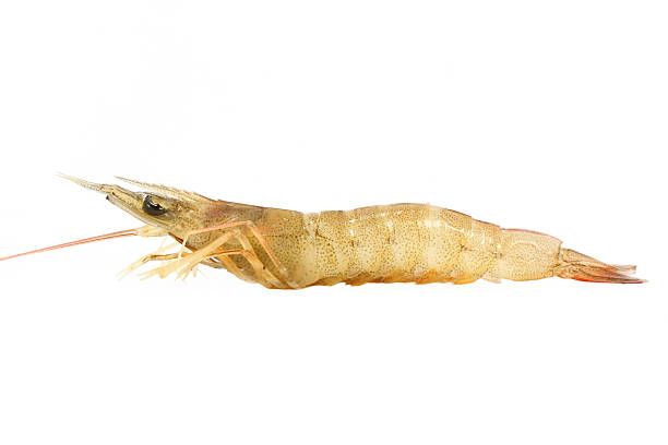 Fresh prawn stock photo