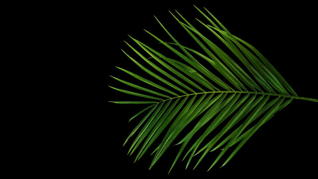 green palm leaf from above isolated on transparent background, top view palm tree cutted out for overlay texture decoration template, slow motion wind with alpha channel