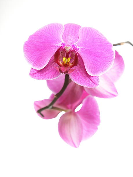istock Phalaenopsis. Purple orchid on white background 178750145