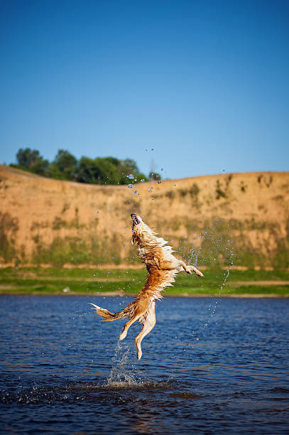 istock Happy dog jumping up in the water 178750461