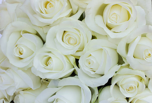 istock bouquet of white roses 178750630