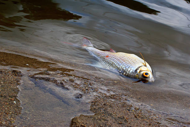 Morreram peixe causados pela poluição da água - foto de acervo