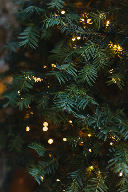 istock Blurred spruce branches with Christmas lights on a grey background. 1787508471