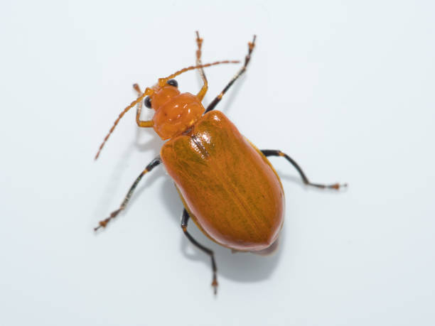 istock Close up of cucumber beetle 1787508493