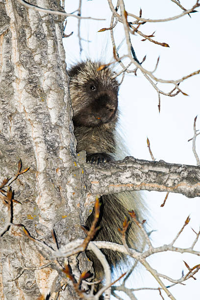 istock North American porcupine (Erethizon dorsatum) 178751367