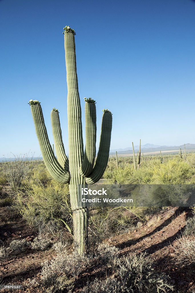 Saguaro Sentinel - Foto de stock de Aire libre libre de derechos