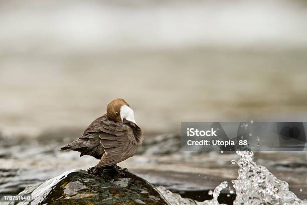 Whitethroated Dipper River Vogel Stockfoto und mehr Bilder von Département Vosges - Frankreich