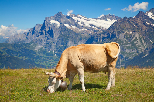 grazing cows in the swiss alps
