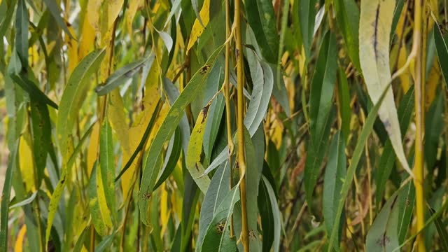 Yellowing willow leaves in autumn, close-up