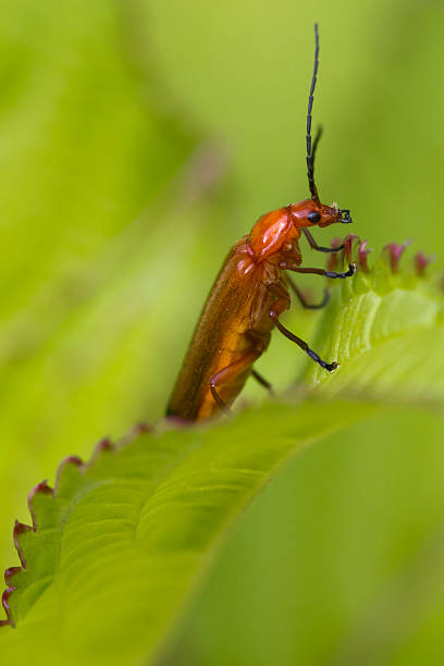 Beetle (Rhagonycha fulva) Beetle (Rhagonycha fulva) Perched on a leaf rhagonycha fulva stock pictures, royalty-free photos & images
