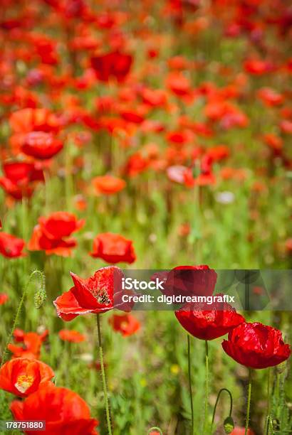 Poppy Field Stock Photo - Download Image Now - Flower Head, Grass, Land