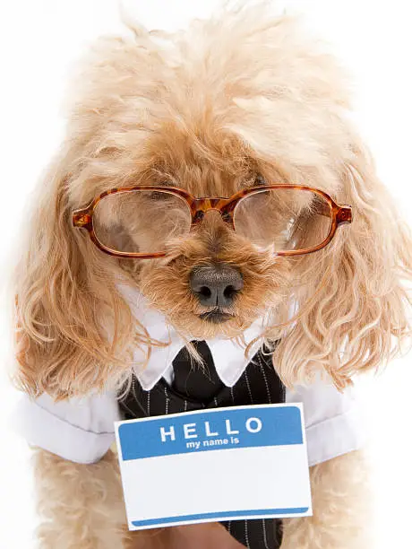 A poodle in a business suit, glasses and a blank name tag isolated on a white background.
