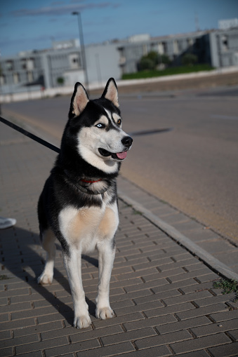 Portrait of Siberian Husky dog in a public park. Concept of happy pets