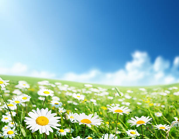 istock field of daisy flowers 178752083