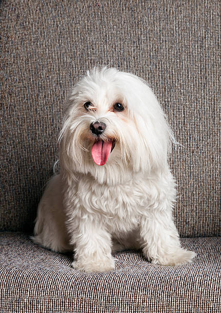 istock Maltese Dog Studio Portrait on Gray Sofa 178752217