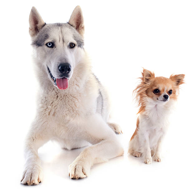 istock siberian husky and chihuahua 178752262