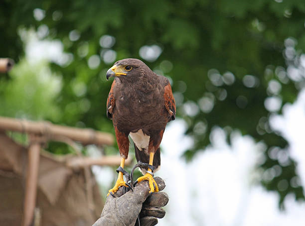 istock Falconer hawks trainer keeps dangerous prey on the hand 178752323