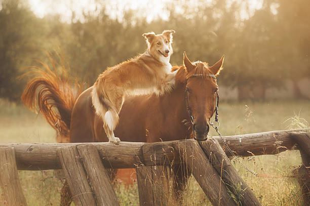 istock Red border collie dog and horse 178752719