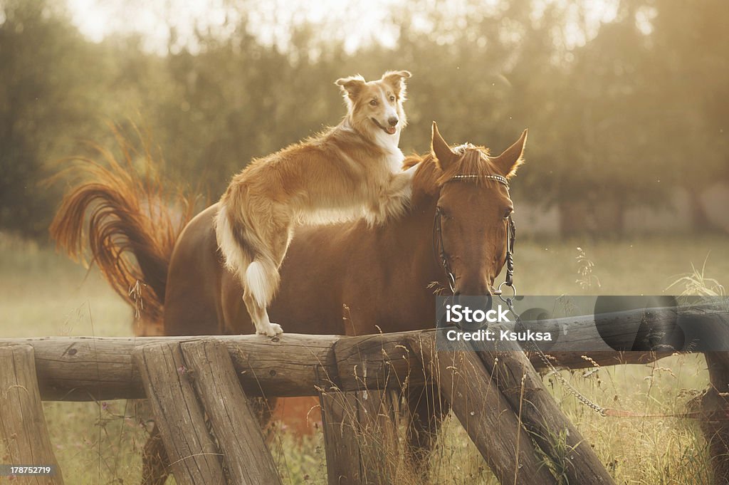 Red border collie dog and horse Red border collie dog and horse are friends at sunset in summer Dog Stock Photo