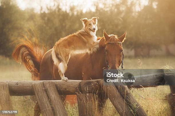 Red Border Collie Dog And Horse Stock Photo - Download Image Now - Dog, Horse, Friendship