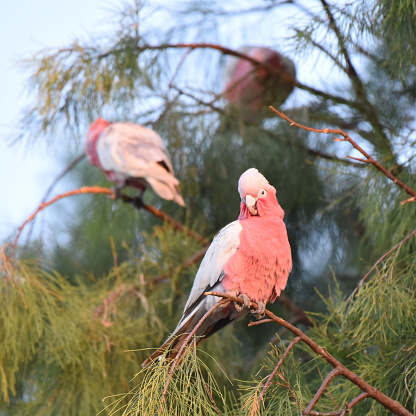 Major Mitchell's cockatoo, also known as Leadbeater's cockatoo or the pink cockatoo, is a medium-sized cockatoo that inhabits arid and semi-arid inland areas of Australia