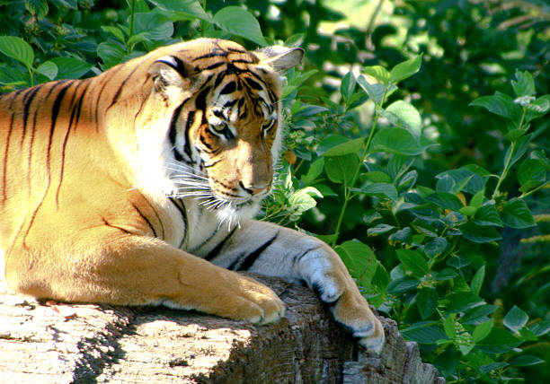 istock sibirian tiger resting on a rock 178753226