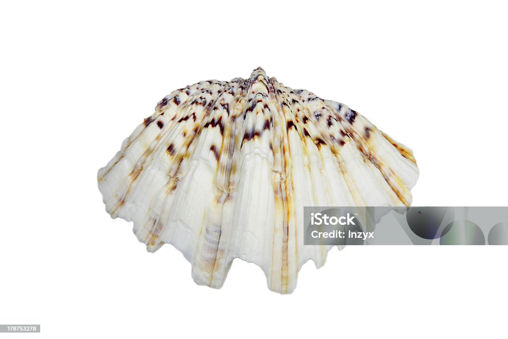 shell - Foto stock royalty-free di A ventaglio