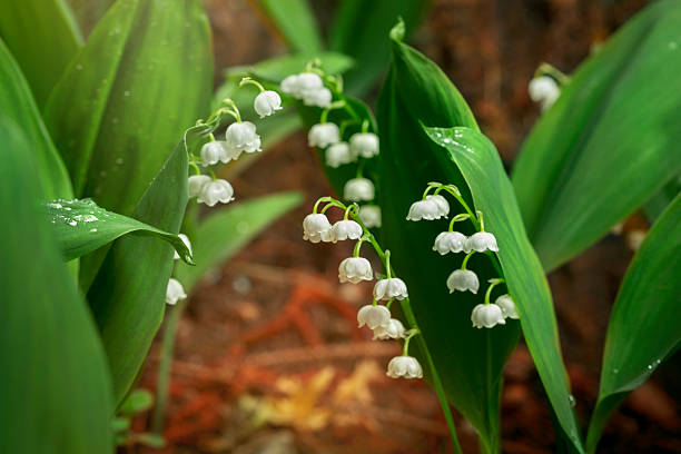 istock Lily-of-the-valley 178753459