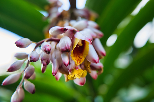 Closeup of Shell ginger flower inside the spice garden, Mahe, Seychelles