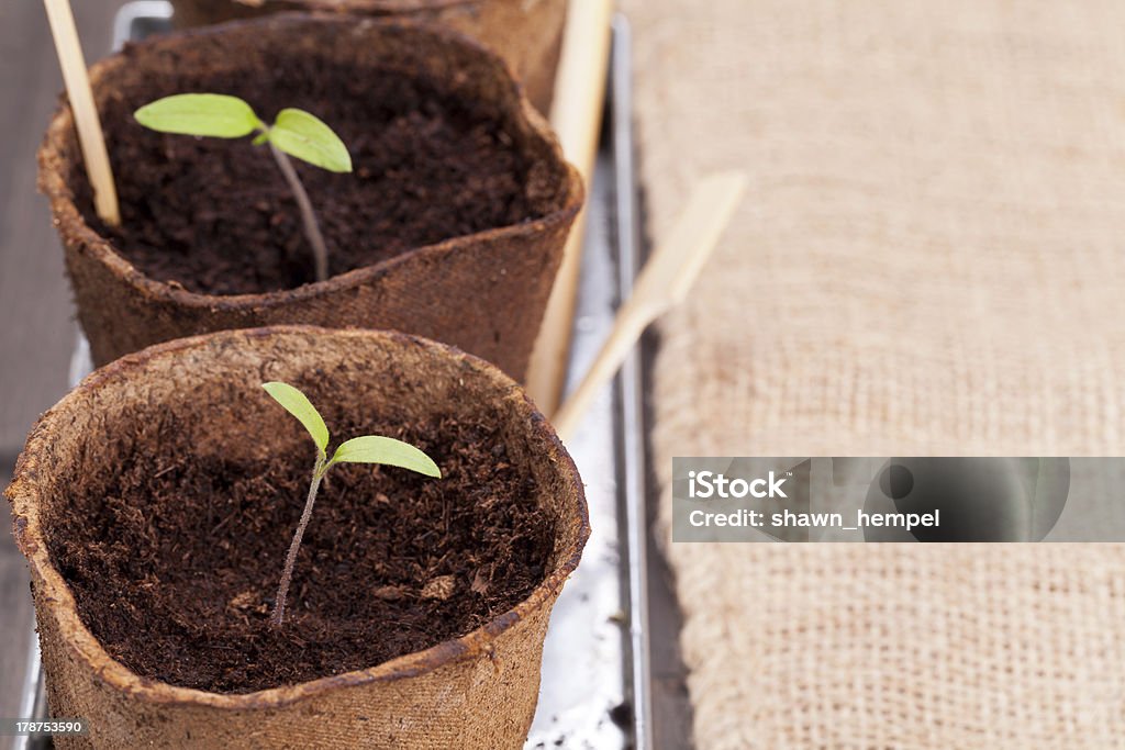Seedlings Gardening: Separated seedlings in planting pots on wooden table Botany Stock Photo