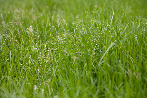 im garten - kleingarten foto e immagini stock